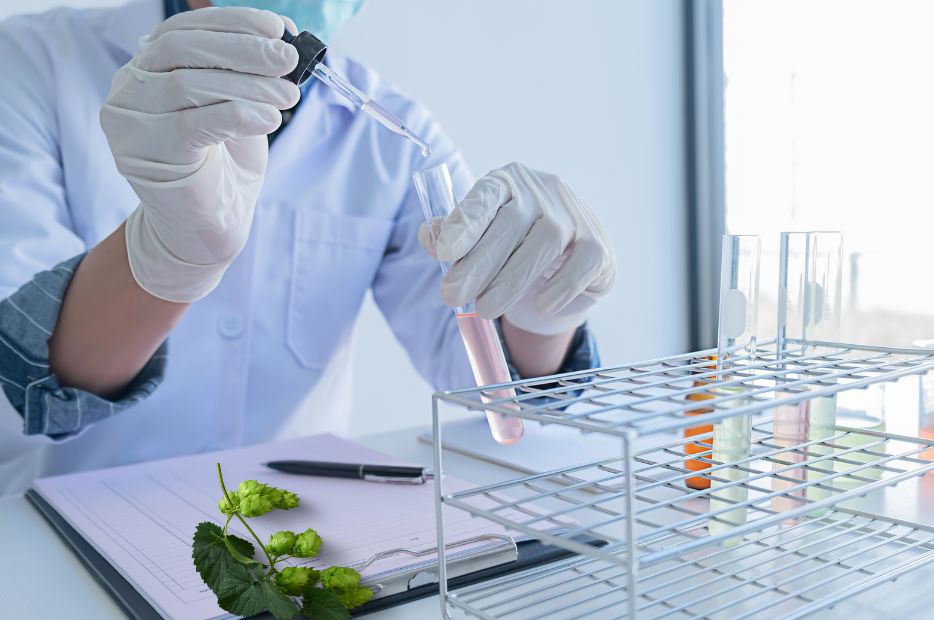 ksantohumol badania naukowe